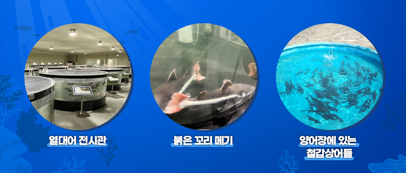 충주 민물고기 전시관, 열대어 전시관, 붉은 고리 메기, 양어장에 있는 철갑상어들