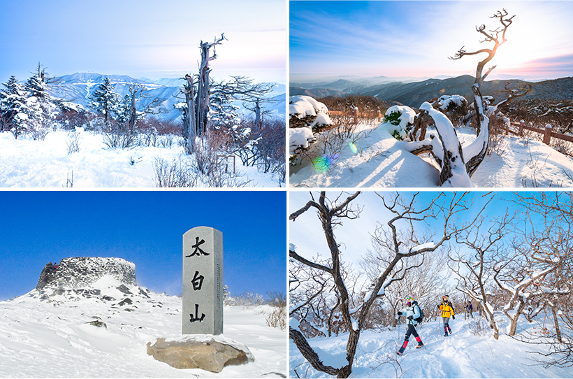 태백산 / 능선들 켜켜이 쌓여 장엄한 태백산부터 간다. 태백산은 정호승의 시 태백산행의 첫머리가 ‘눈이 내린다/태백에 가야겠다’일 만큼 눈꽃이 아름답게 피는 곳이다. 특히 산 9분 능선쯤에 있는 주목에 하얗게 핀 눈꽃이 백미다. 마침 운이 좋아 그 위로 아침노을 붉게 내린다면 더없이 찬란할 터. 그렇게 태백산의 하루가 열린다. 국내 대표 기도 성지로 꼽히는 천제단에 올라 잠시 묵 상의 시간을 가져 봐도 좋다.