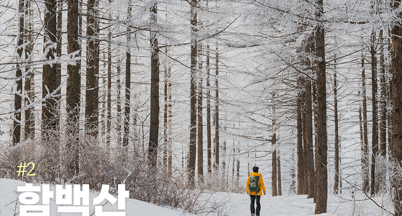 함백산 / 정선과 태백의 경계를 이루는 함백산도 태백산에 버금가는 눈꽃 여행지다. 습도 높은 날엔 서리꽃까지 황홀하게 피어 산 전체가 온통 은빛인 곳이다. 태백 최고 높이의 산이지만, 우리나라에서 차로 갈 수 있는 가장 높은 고개인 만항재와의 고도차가 243m에 불과해, 산행에 부담이 적다. 그만큼 쉬이 올라 누릴 수 있는 ‘특급 풍경’이니 놓치지 말 일이다. 시간이 넉넉하다면 낙동정맥 힘차게 뻗어 내린 매봉산 정상에서 은빛으로 드러누운 고랭지배추밭을 보며 시작과 선택의 의미를 생각해봐도 좋겠다.