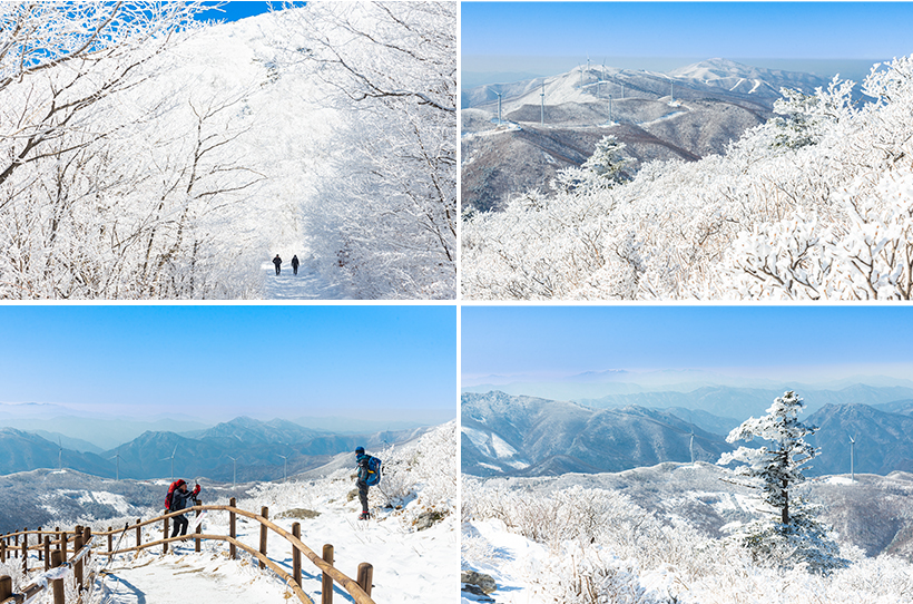 함백산 / 정선과 태백의 경계를 이루는 함백산도 태백산에 버금가는 눈꽃 여행지다. 습도 높은 날엔 서리꽃까지 황홀하게 피어 산 전체가 온통 은빛인 곳이다. 태백 최고 높이의 산이지만, 우리나라에서 차로 갈 수 있는 가장 높은 고개인 만항재와의 고도차가 243m에 불과해, 산행에 부담이 적다. 그만큼 쉬이 올라 누릴 수 있는 ‘특급 풍경’이니 놓치지 말 일이다. 시간이 넉넉하다면 낙동정맥 힘차게 뻗어 내린 매봉산 정상에서 은빛으로 드러누운 고랭지배추밭을 보며 시작과 선택의 의미를 생각해봐도 좋겠다.