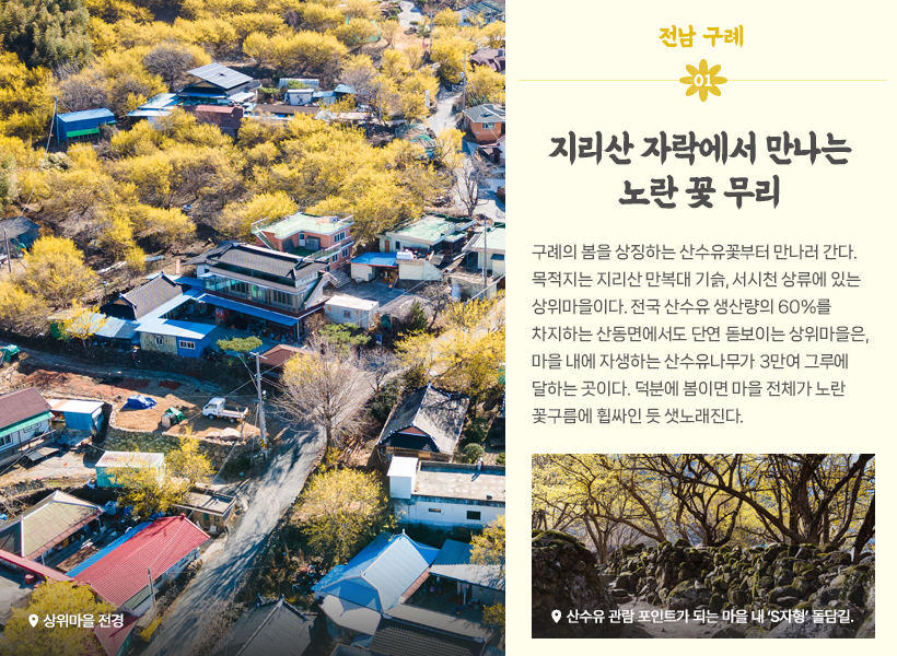 물 만난 도시:구례, 지리산 자락에서 만나는 노란 꽃 무리/구례의 봄을 상징하는 산수유꽃부터 만나러 간다. 목적지는 지리산 만복대 기슭, 서시천 상류에 있는 상위마을이다. 전국 산수유 생산량의 60%를 차지하는 산동면에서도 단연 돋보이는 상위마을은, 마을 내에 자생하는 산수유나무가 3만여 그루에 달하는 곳이다. 덕분에 봄이면 마을 전체가 노란 꽃구름에 휩싸인 듯 샛노래진다.