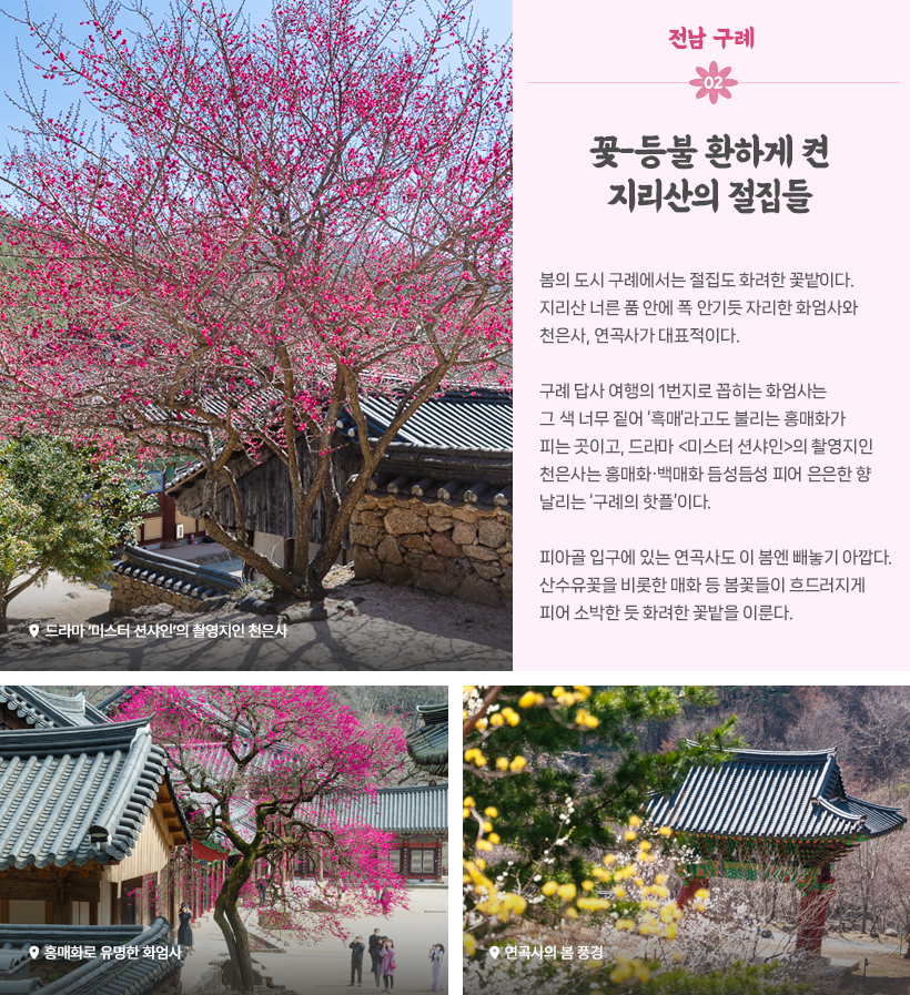 물 만난 도시:구례, 꽃-등불 환하게 켠 지리산의 절집들  봄의 도시 구례에서는 절집도 화려한 꽃밭이다. 지리산 너른 품 안에 폭 안기듯 자리한 화엄사와 천은사, 연곡사가 대표적이다. 구례 답사 여행의 1번지로 꼽히는 화엄사는 그 색 너무 짙어 ‘흑매’라고도 불리는 홍매화가 피는 곳이고, 드라마 <미스터 션샤인>의 촬영지인 천은사는 홍매화‧백매화 듬성듬성 피어 은은한 향 날리는 ‘구례의 핫플’이다. 피아골 입구에 있는 연곡사도 이 봄엔 빼놓기 아깝다. 산수유꽃을 비롯한 매화 등 봄꽃들이 흐드러지게 피어 소박한 듯 화려한 꽃밭을 이룬다.홍매화로 유명한 화엄사 / 드라마 ‘미스터 션샤인’의 촬영지인 천은사 / 연곡사의 봄 풍경